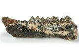 Fossil Early Ungulate (Dacrytherium?) Jaw - Quercy, France #218450-1
